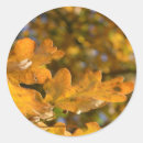 Search for oak leaves stickers Yellow
