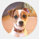 Search for jack russell terrier puppy stickers Dog