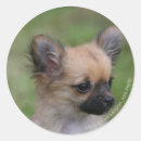 Search for long hair chihuahua stickers Puppy