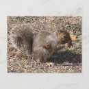 Search for nut with squirrel postcards Nuts