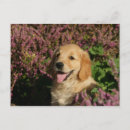 Search for retreiver postcards Dog