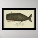 Search for zoology posters Natural history