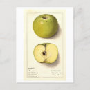 Search for apple green postcards Drawing