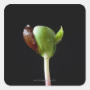 Search for closed stickers Freshness