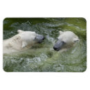Search for polar bear cub cards Cubs