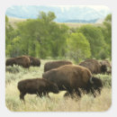 Search for bison animal stickers Wildlife
