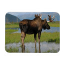 Search for marshes magnets Wildlife