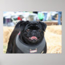 Search for black pug art Animal