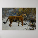 Search for antique tiger illustration posters Animals