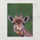 Search for impala postcards Kenya