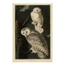 Search for snowy owl posters Audubon