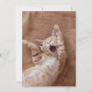 Search for yawning cards Kitten