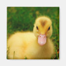 Search for duckling magnets Baby animals
