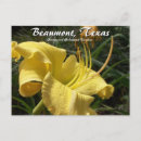 Search for day lily postcards Floral
