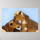 Search for lion image posters Wildlife