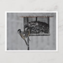 Search for chickadee postcards Snow