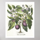 Search for aubergine art Fruit