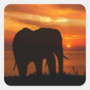 Search for sunset silhouette stickers Elephant