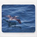 Search for pelicans mousepads Photography