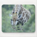 Search for giraffa camelopardalis mousepads Outdoors