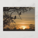 Search for silhouetted postcards Bird