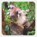Search for koalas stickers Australian animals