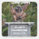 Search for leakey Orangutans