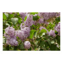 Search for lilac bushes posters Floral