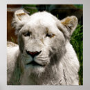 Search for white lion art Wild animals