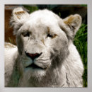 Search for white lion art Wild animals
