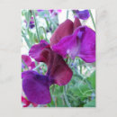Search for sweet pea flowers postcards Botanical
