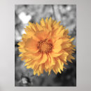 Search for tint posters Flower