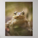 Search for toads posters Wildlife
