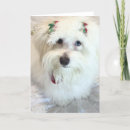 Search for puppys first christmas White