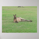 Search for kangaroo with art Travel