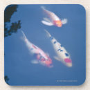 Search for carp barware Swimming