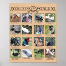 Search for guinea fowl decor Chickens