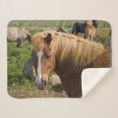 Search for icelandic horses blankets Danita delimont