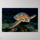 Search for turtle posters Coral reef
