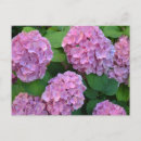 Search for pink hydrangea postcards Garden