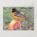 Search for oriole postcards Male
