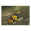 Search for poison dart frog posters Full length