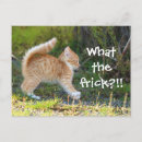 Search for surprise postcards Kitten