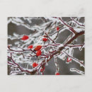 Search for hips postcards Red