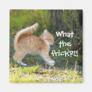 Search for surprised magnets Cute