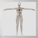 Search for lymphatic system posters White background