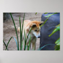 Search for dingo posters Australia