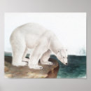 Search for vintage zoo posters Polar bear