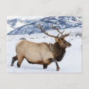 Search for elk in snow postcards Danita delimont