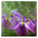 Search for motion tiles Purple